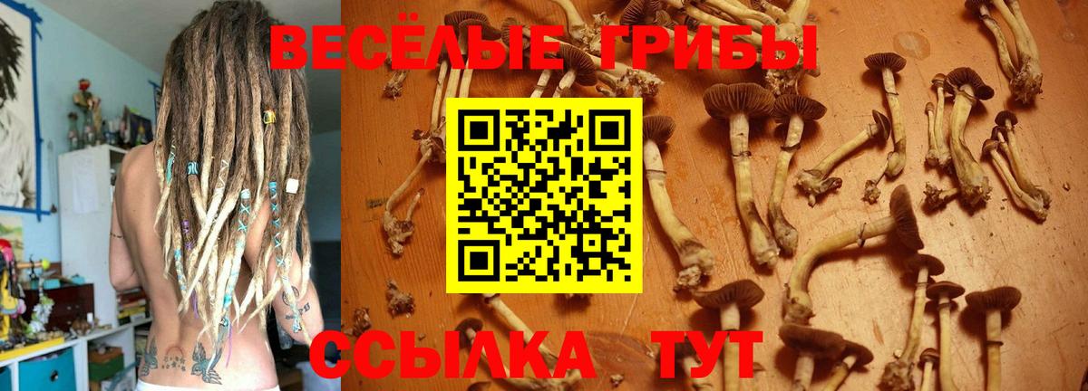 Псилоцибиновые грибы Cubensis Железноводск